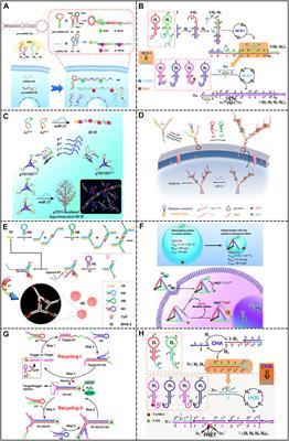 Recent progress in the development of DNA-based biosensors integrated with hybridization chain reaction or catalytic hairpin assembly